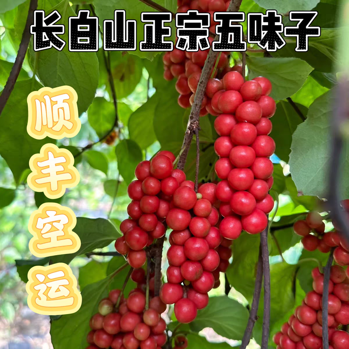 长白山野生鲜五味    顺丰空运