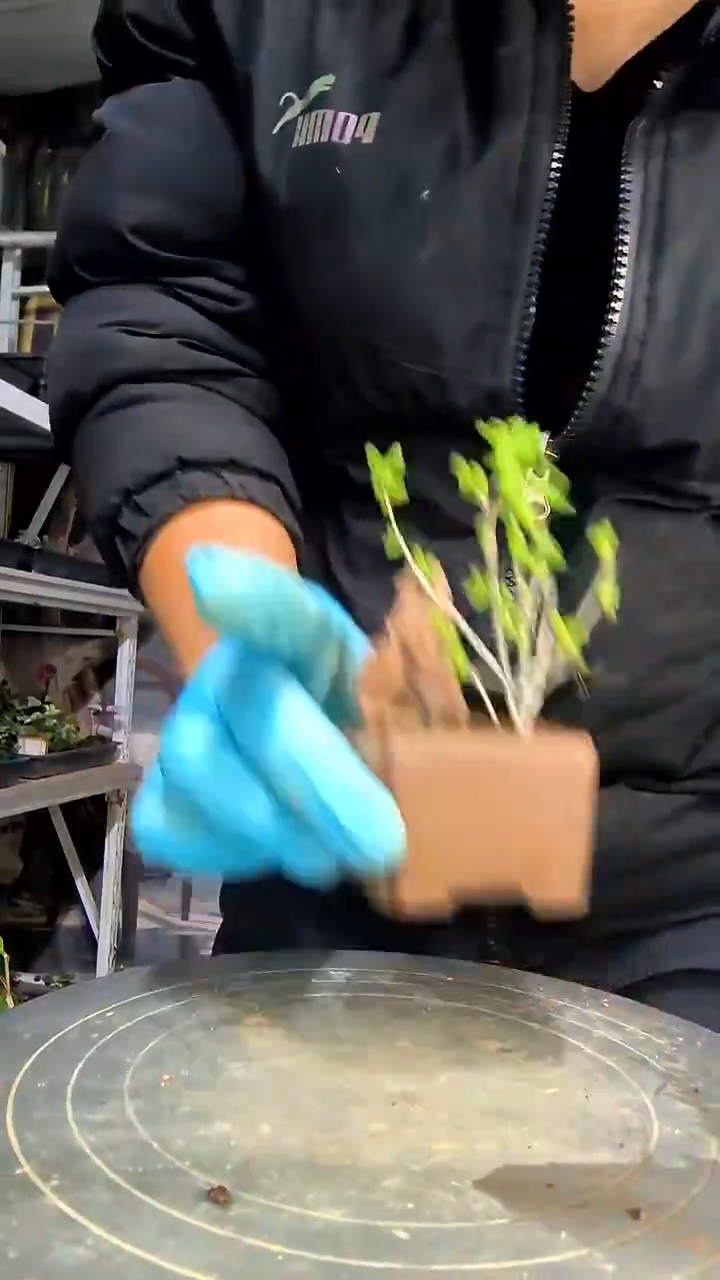 我**良中青园艺一物一拍花495