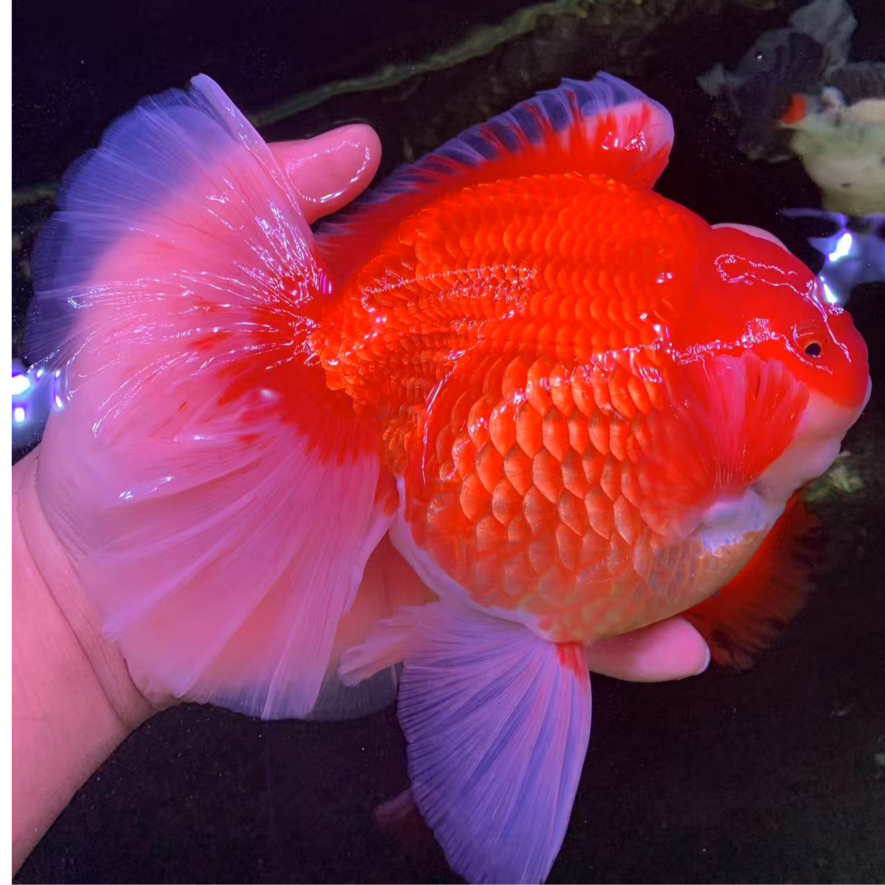 宽尾百褶裙泰狮苗  红白黑 麒麟 樱花 玉兔 冷水耐活好养观赏鱼