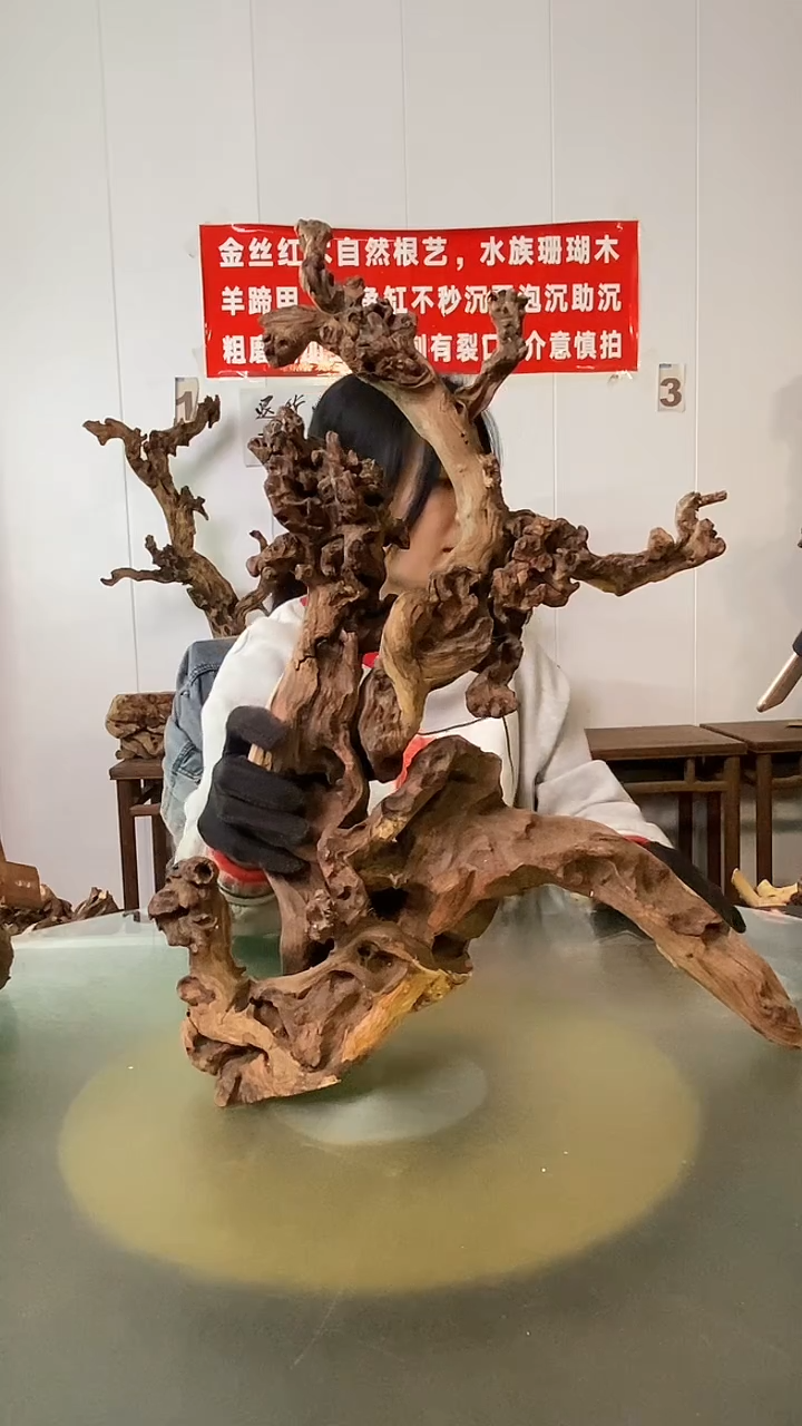 木秋***痕金丝红木  羊蹄甲