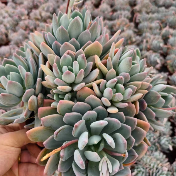 灰姑娘 新手好养精品多肉绿植 园艺种植多肉