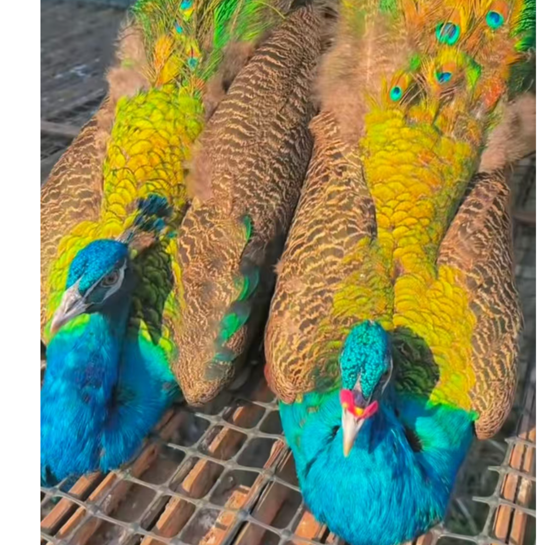 3年 可观赏的蓝色长尾孔 雀宠物鸡顺丰包邮到家