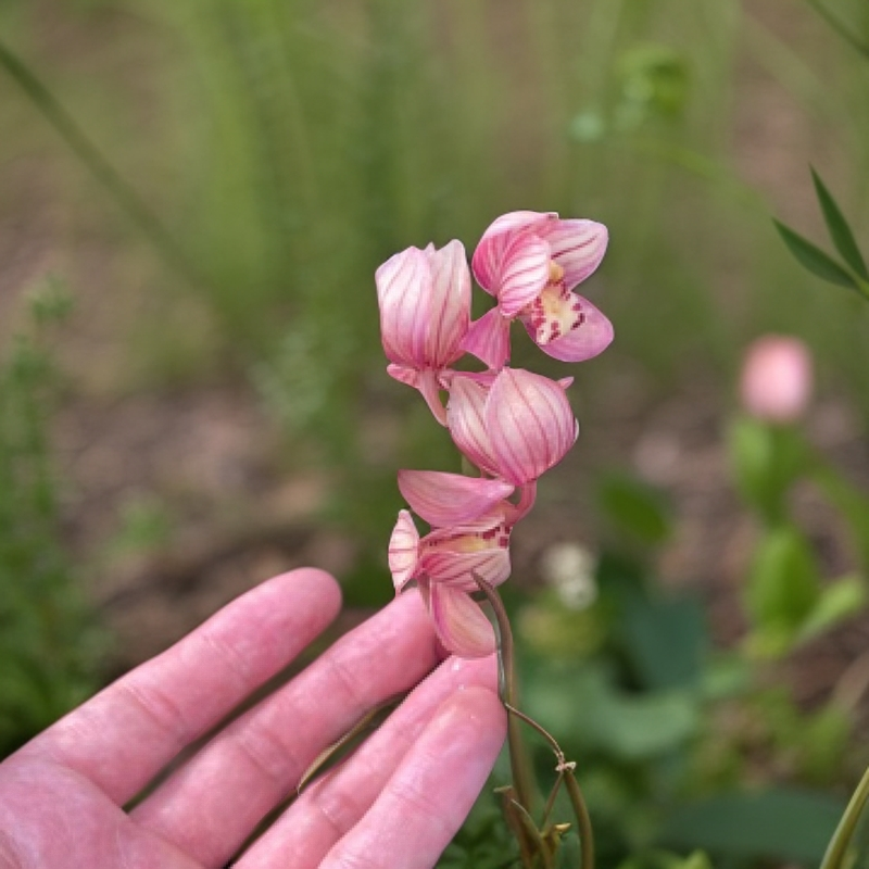 精品国兰兰草花绿植盆栽室内兰花盆栽一物一拍兰花剑兰花东方兰草