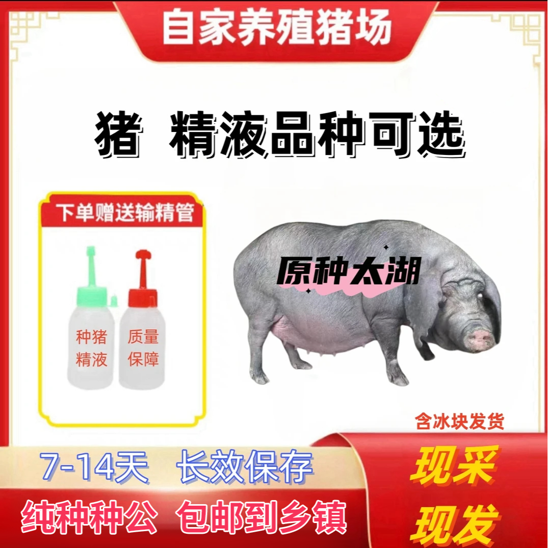 原种高产太湖种公猪种母猪精液一头包邮包对版生态养殖批发用耗材