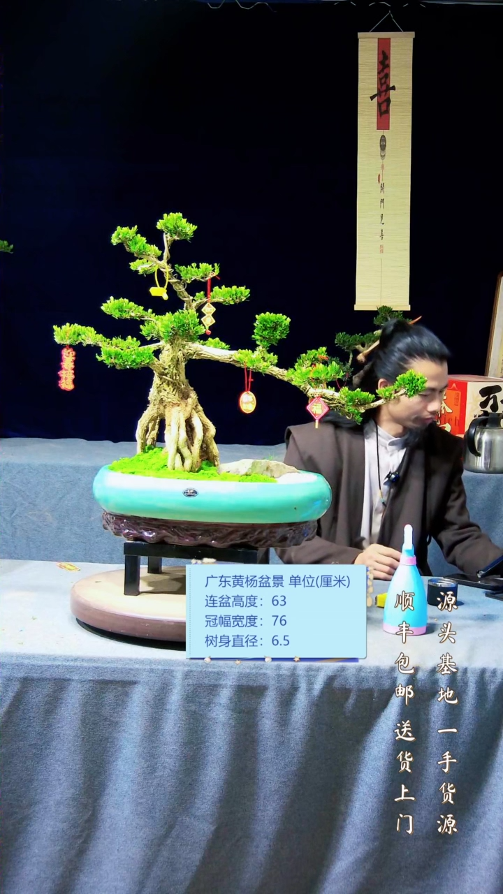 【闪购商品】黄杨盆景黄杨盆景