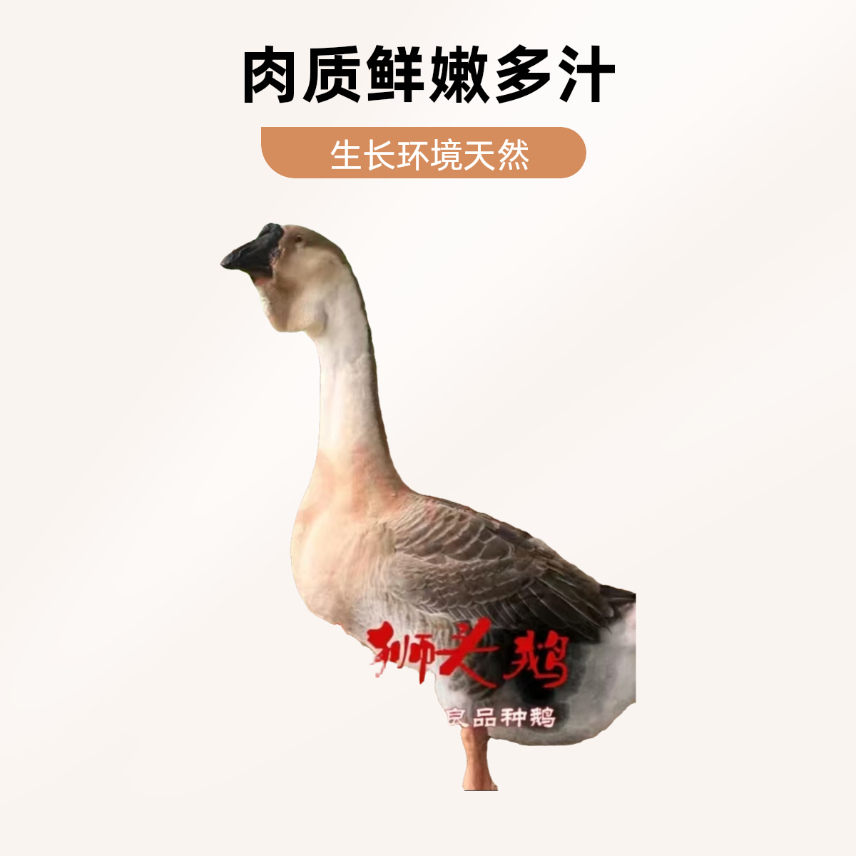 (三两左右)特大种狮头鹅肉肉干顺丰速运