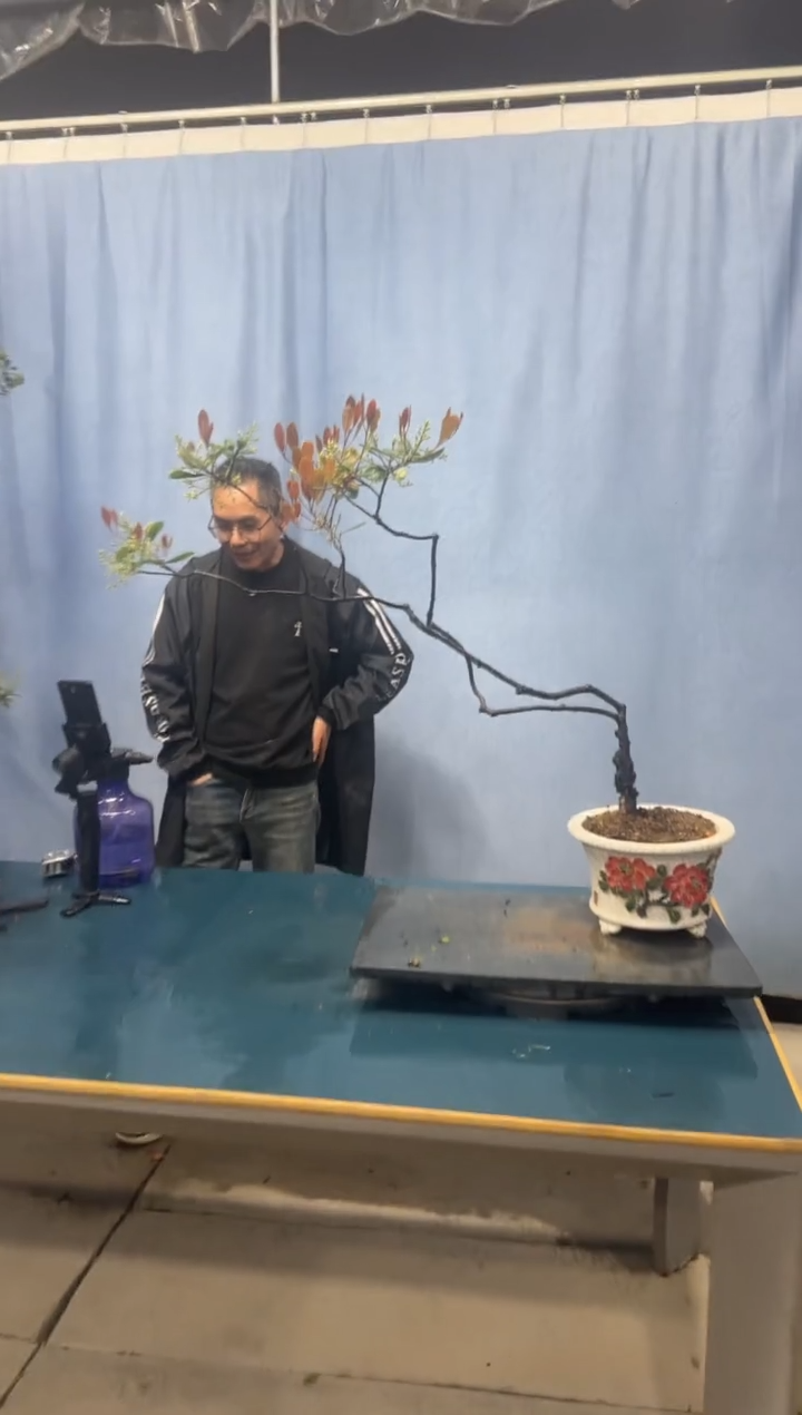 【闪购商品】盆景春花