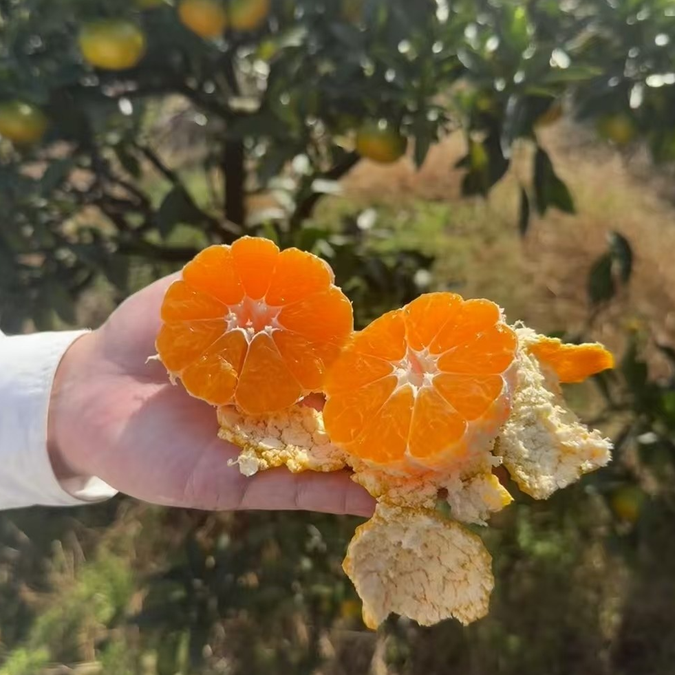 果亚多【涌泉蜜橘苗】果子特别甜 非常大 好吃 南方北方都能种植
