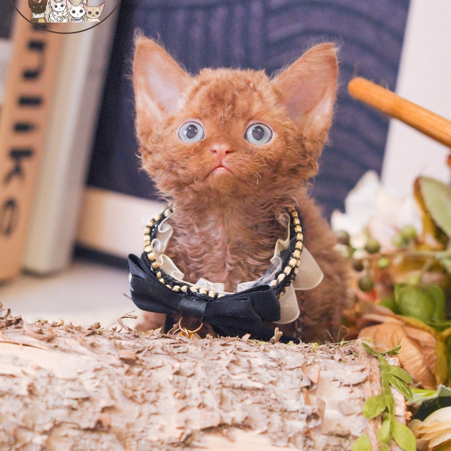 纯咖妹妹 2个月 德文卷毛猫