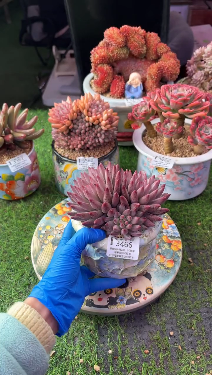 昆明印象多肉3466