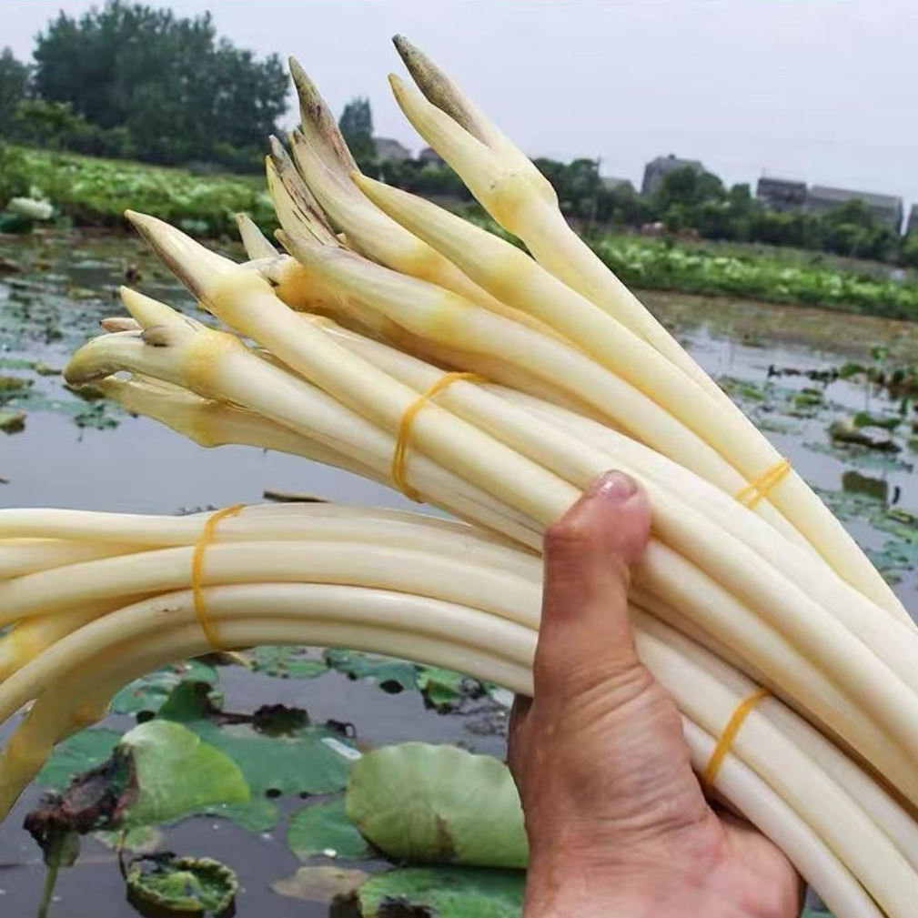 甘家风味新鲜藕带顺丰冷链湖北特产洪湖莲藕