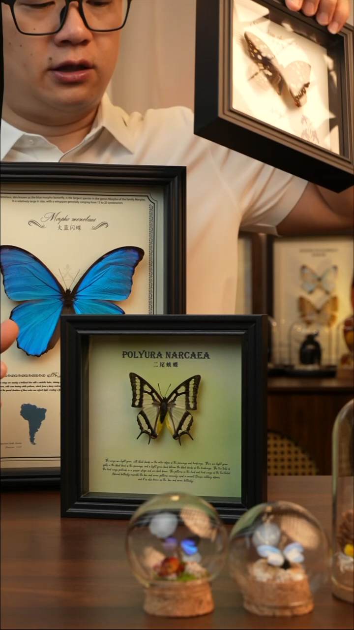 二尾蛱蝶真蝴蝶标本A066