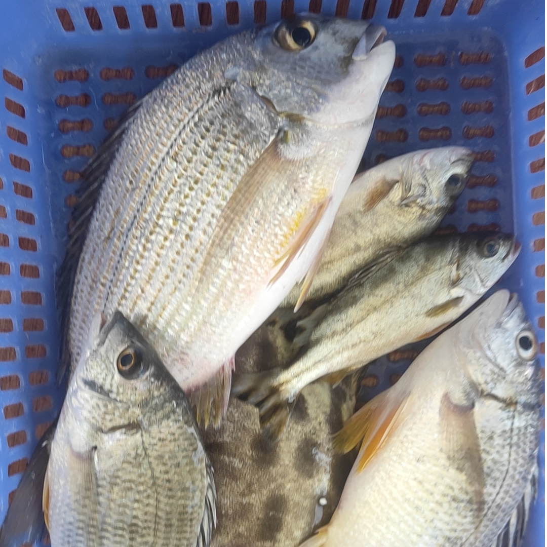 【海鲜套餐杂鱼】海鱼杂鱼三斤装