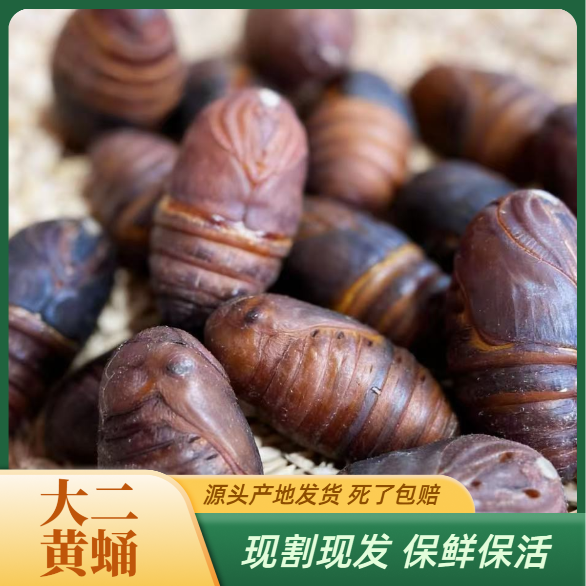丹东特产柞树大二黄蛹高蛋白高营养产地直发保鲜保活京东包邮