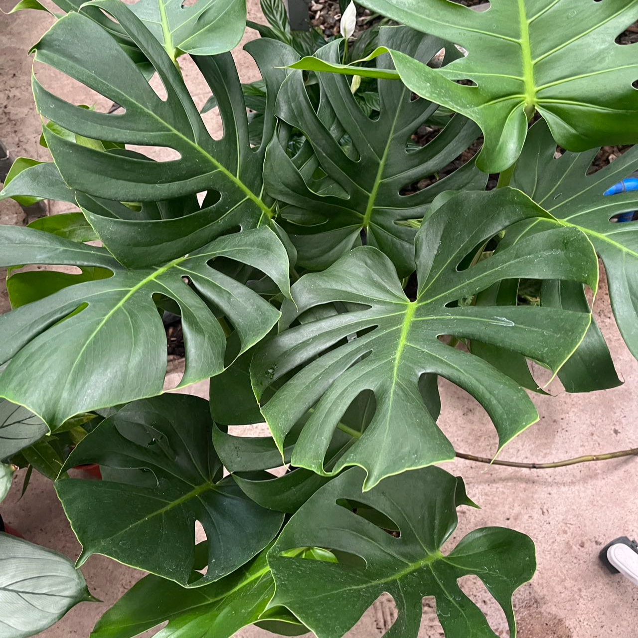 黑盆龟背竹大叶开背盆栽室内客厅绿植土培水培四季常青净化空气