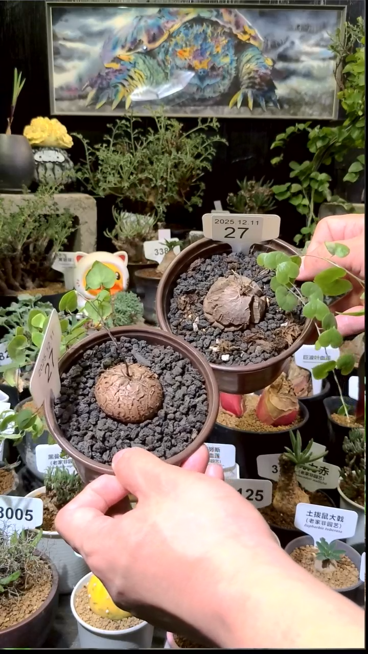 27号1211福利南非龟甲龙买一送一