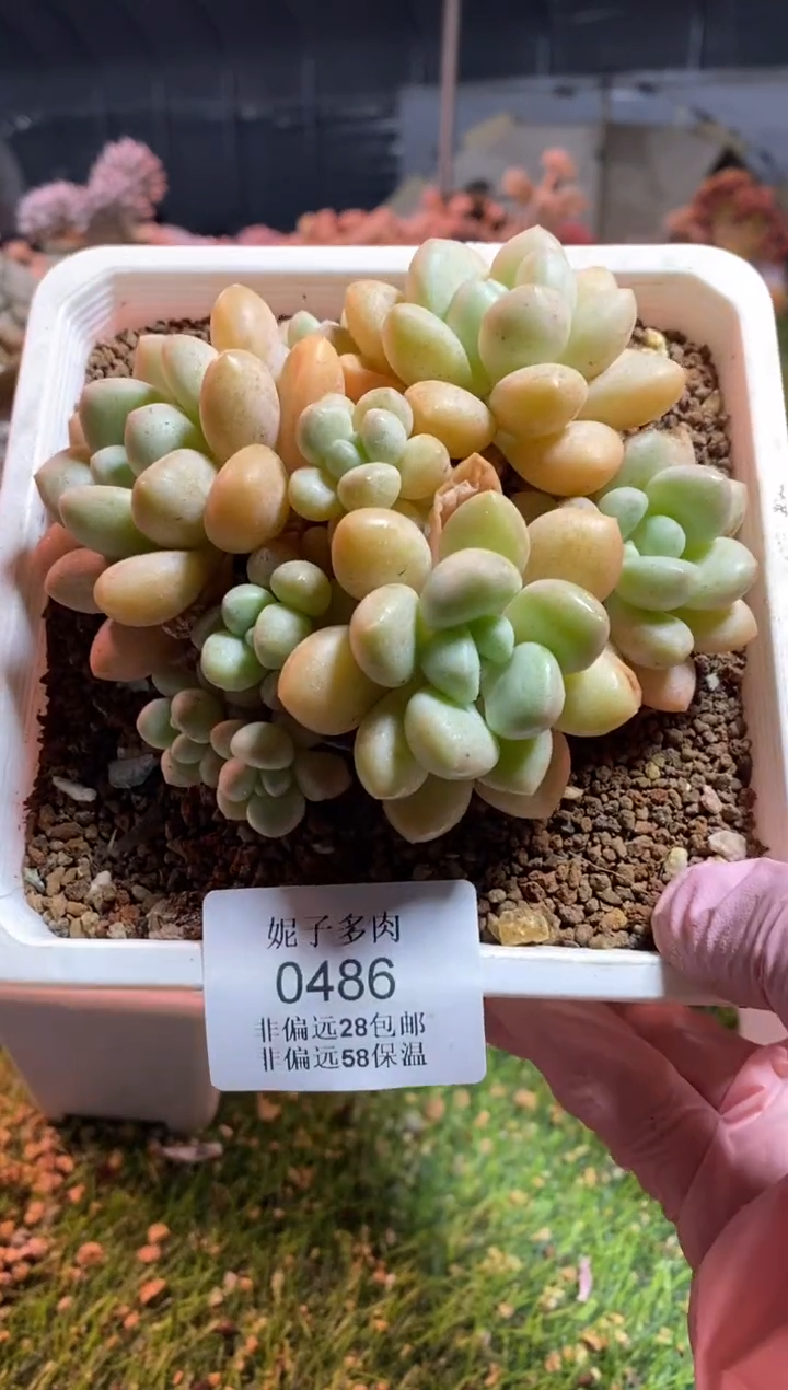 【闪购商品】0486a