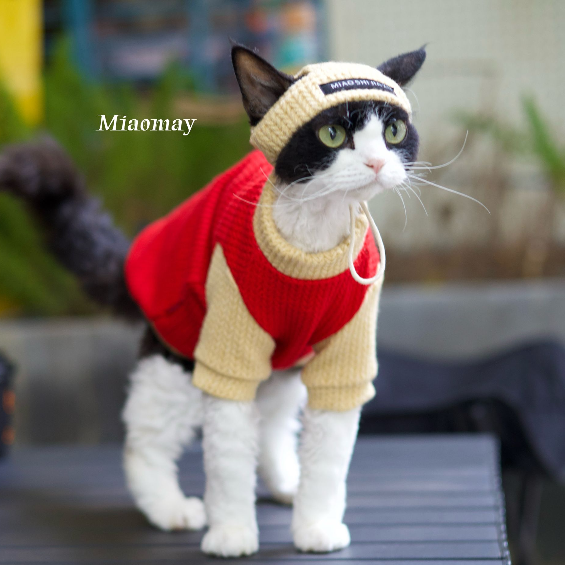 德文猫斯芬克斯阿比猫咪衣服保暖秋冬柔软舒适撞色毛衣两色可选