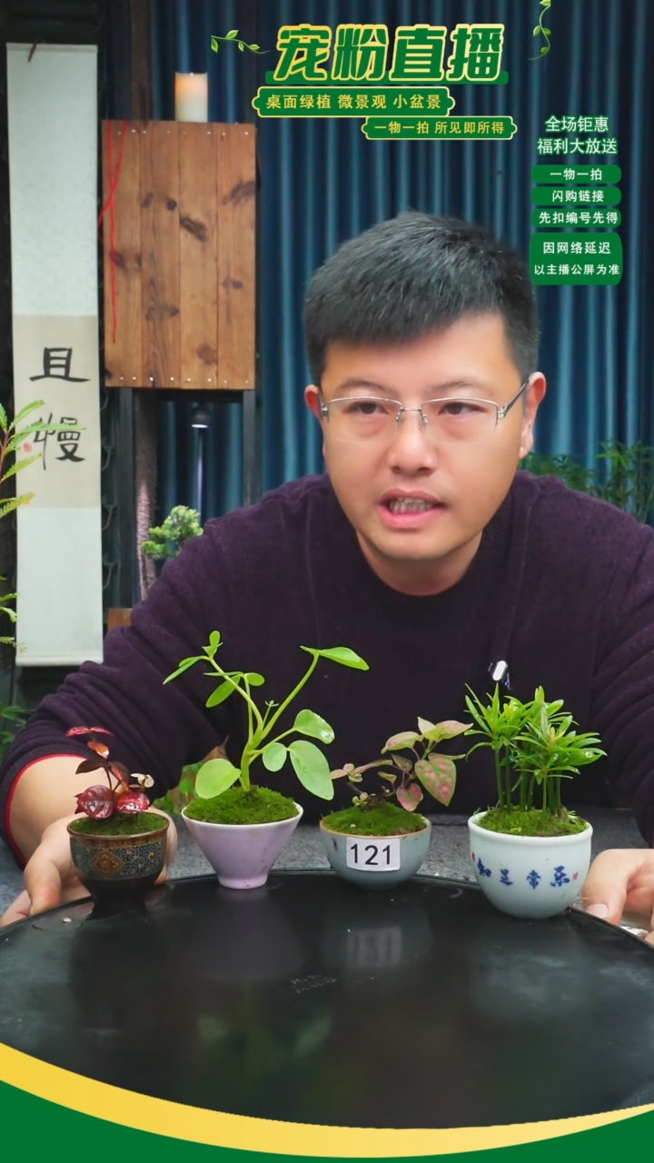 无花朵美****子苔藓微景观121号