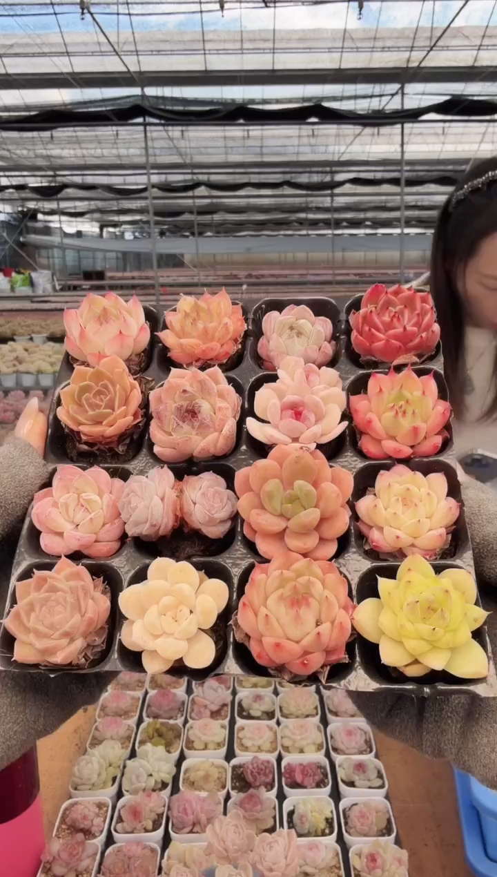 东云多肉园新款-206