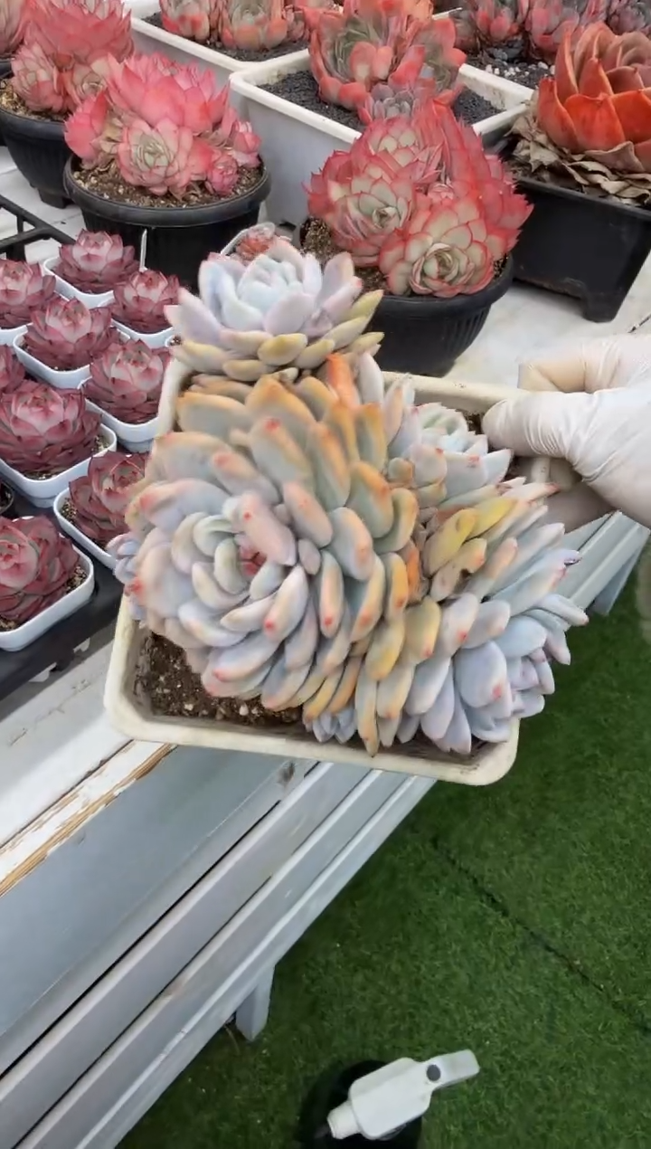 140#4头梦露锦群（12-15cm）脱土