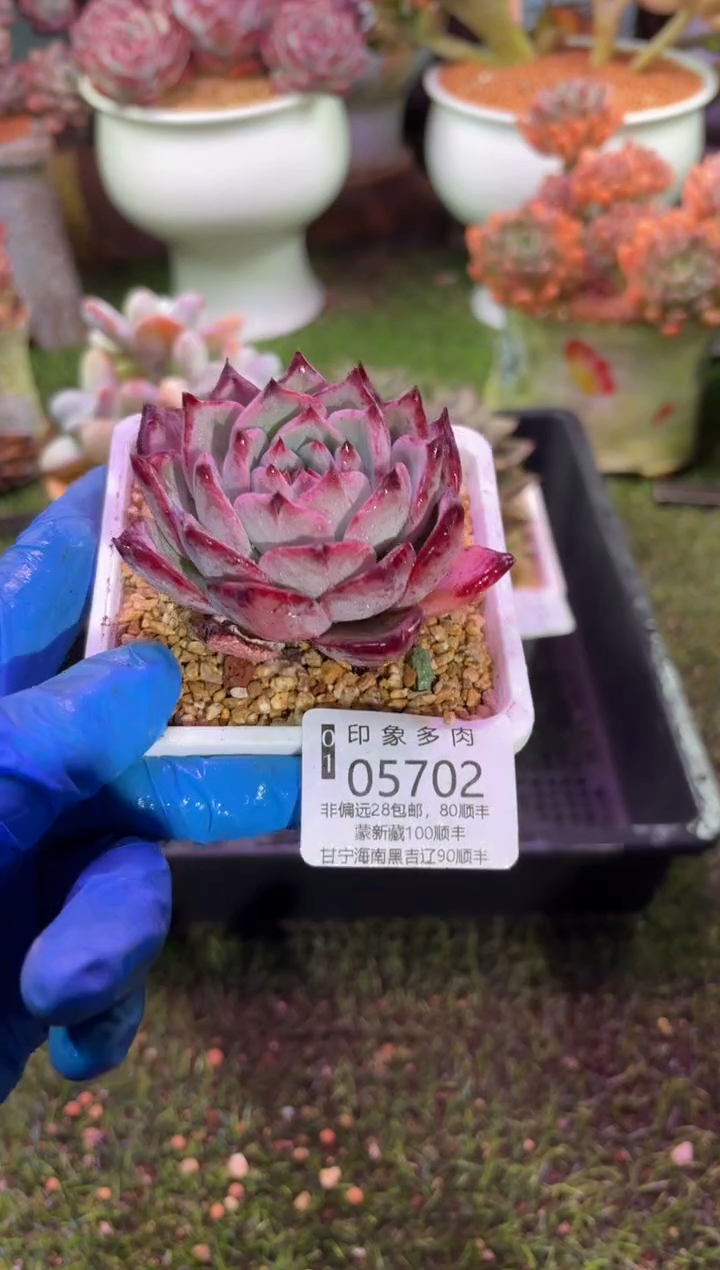 【闪购商品】05702