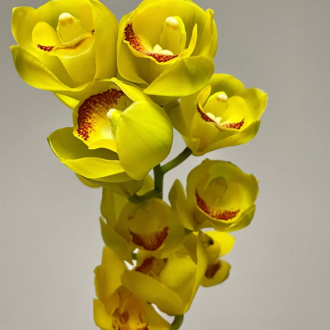 月影 3支剑 直兰黄色大花蕙兰  花苞/半开/开花发货 210盆（523）