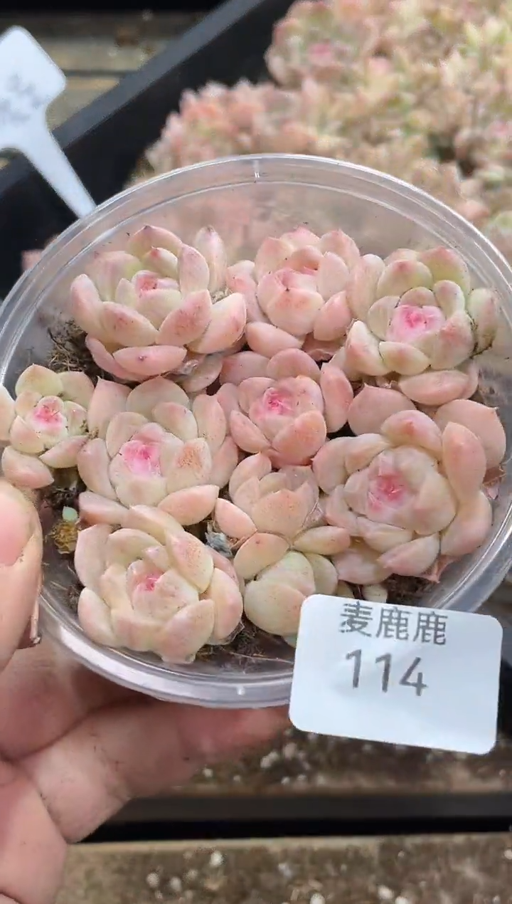 114粉柔曼      量拍