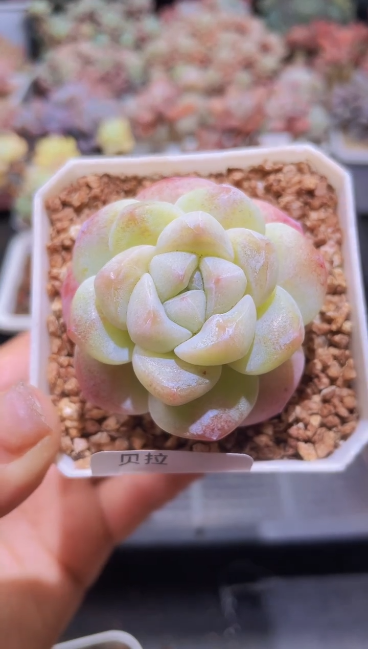 【闪购商品】484溏心冰玉