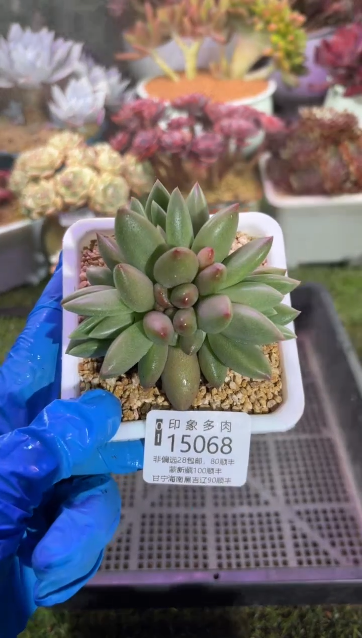 【闪购商品】15068