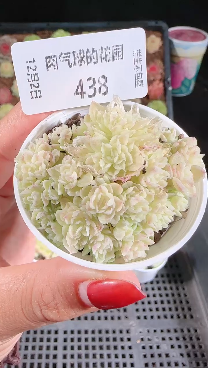 1202-438烟花烟花多肉群生不包整