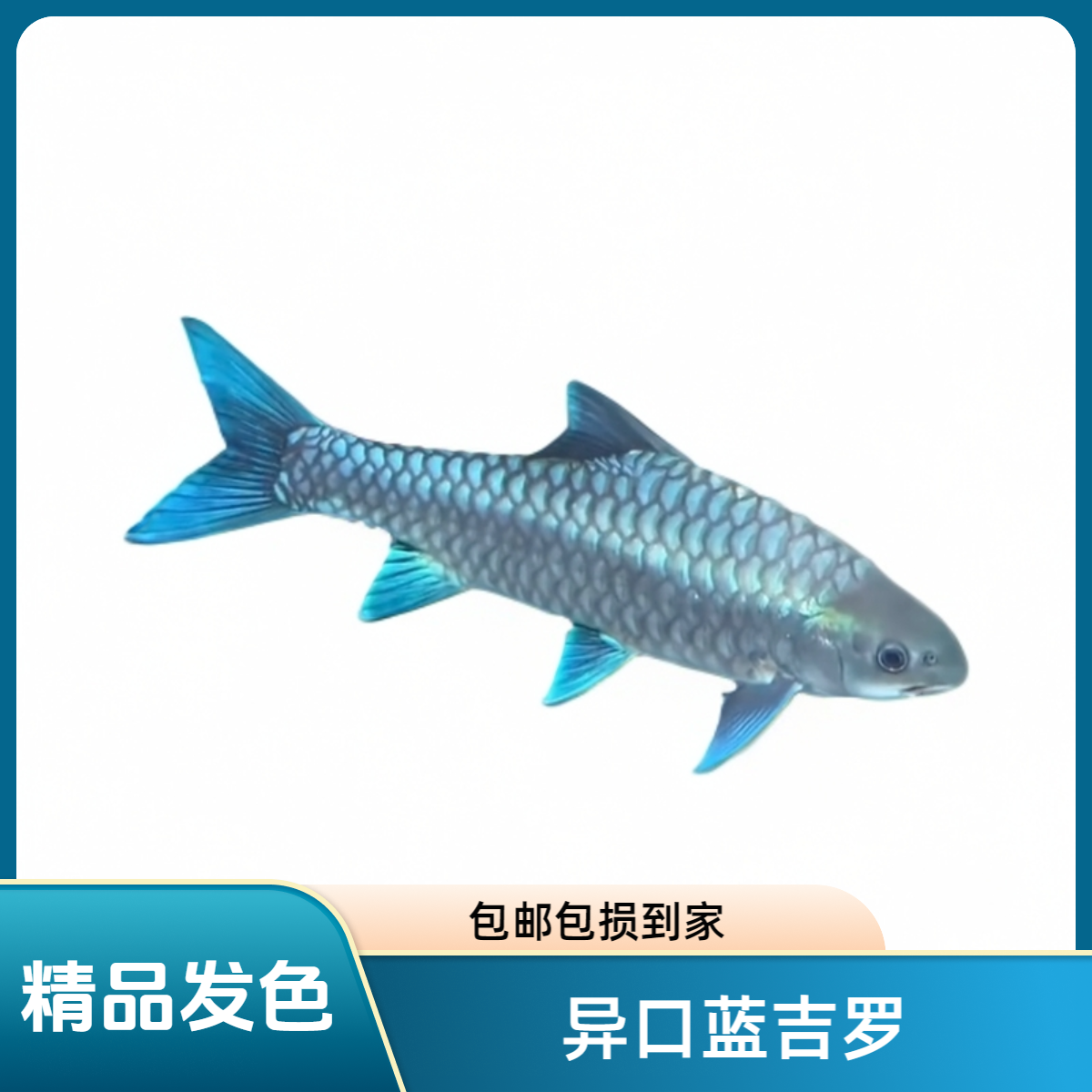 异口蓝吉罗【包野保真】活体观赏鱼