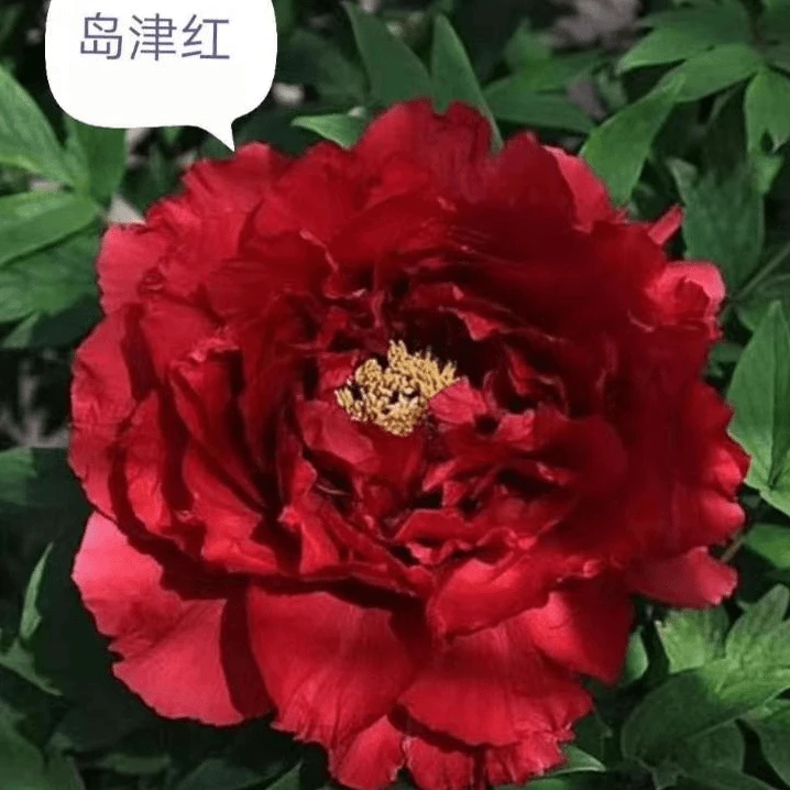 【岛津红】正宗洛阳重瓣牡丹花苗北方耐寒盆栽地栽室内庭院花卉牡丹