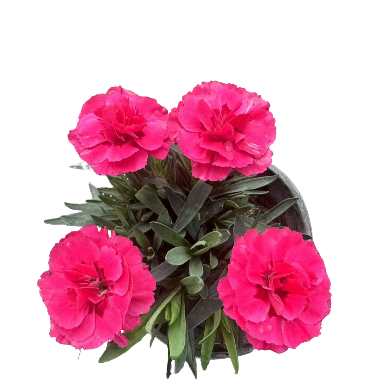 康乃馨盆栽花卉四季开花阳台庭院绿植好养带花苞