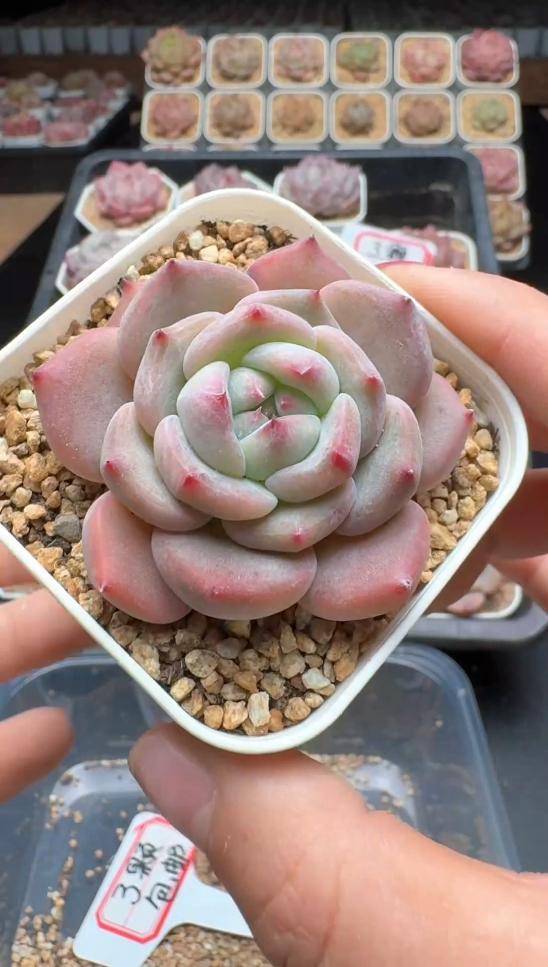 【闪购商品】226号 珍妮杂交多肉 花卉植物1