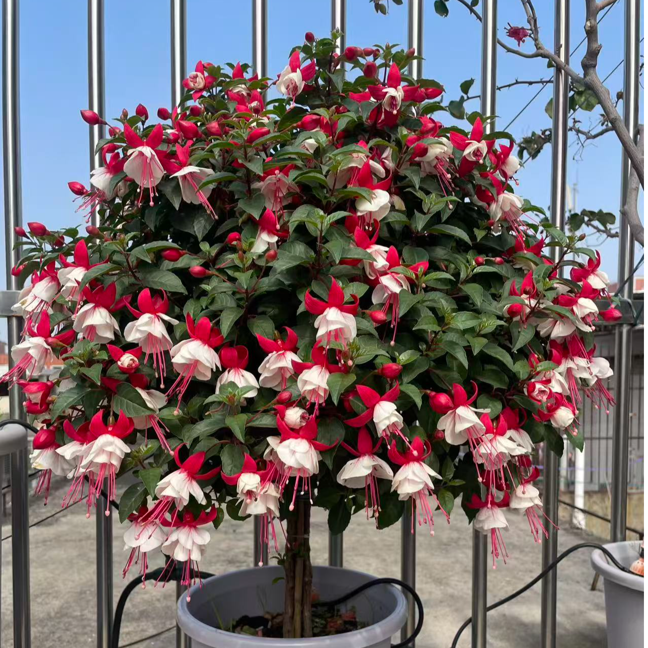 倒挂金钟粉白色灯笼花棒棒糖开花机器耐热庭院阳台盆栽