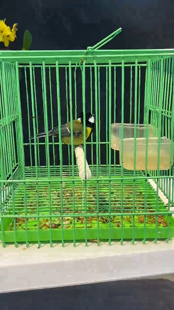 71号  绿背养笼  0元起拍