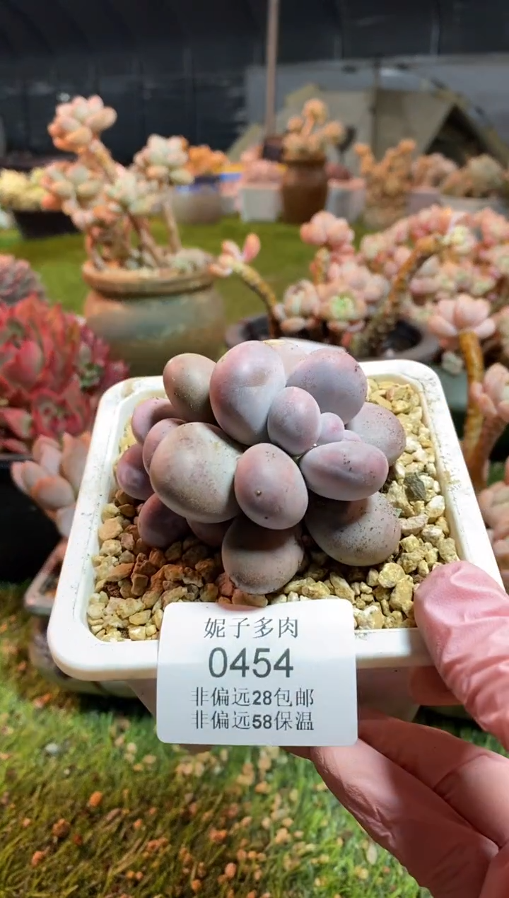 【闪购商品】0454a