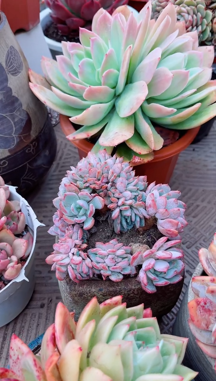 【闪购商品】08193