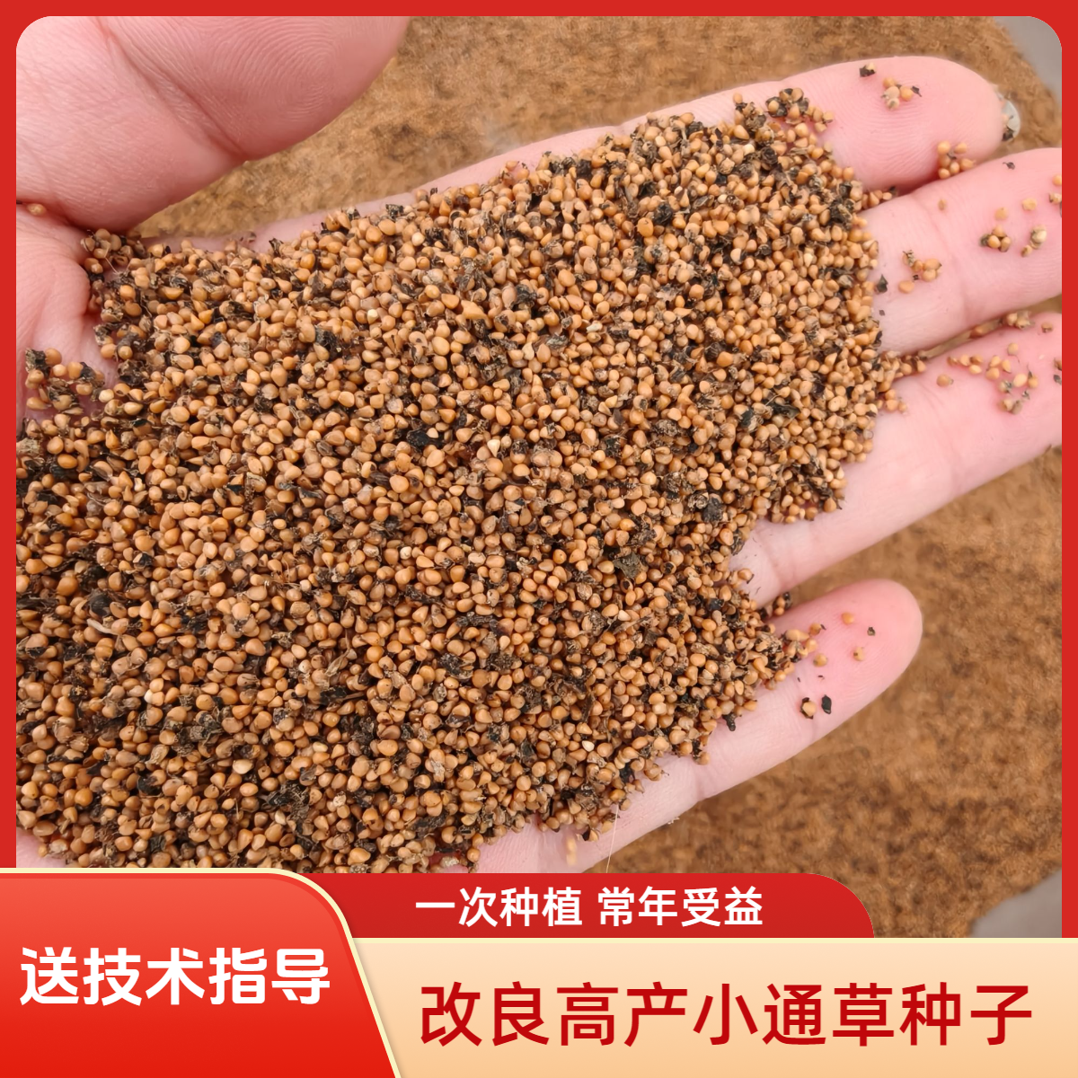 2025年新货改良高产小通草种子  中药材种子送种植技术资料 