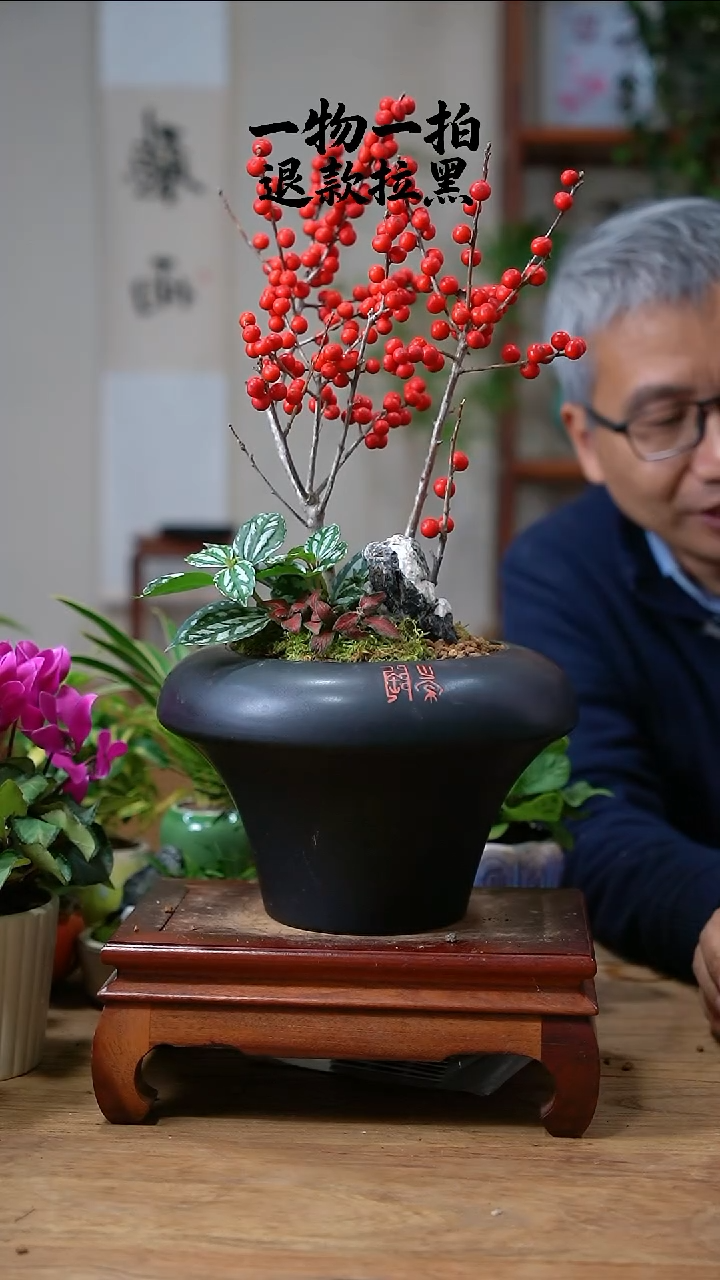 完全开放诸**宜冬青102