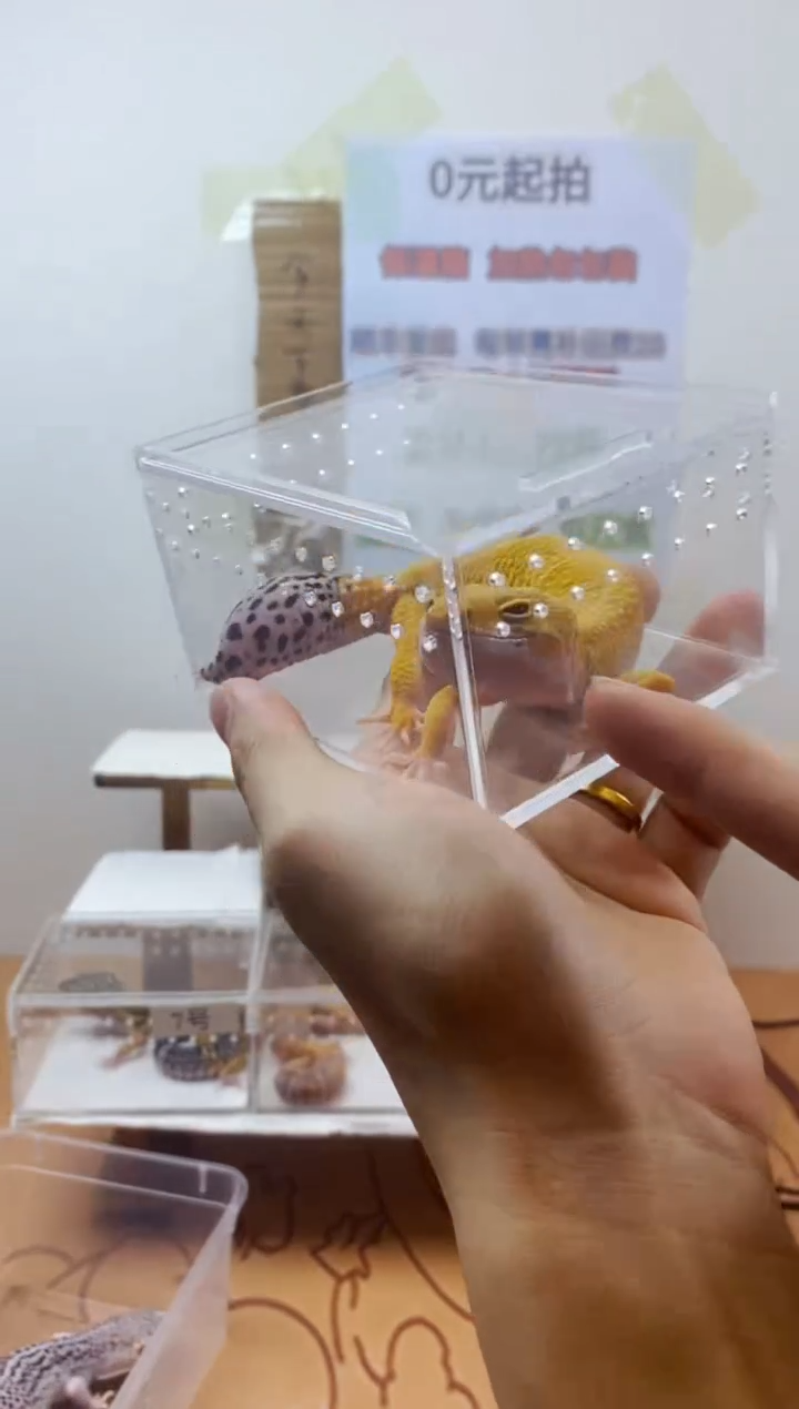 豹纹守宫豹纹守宫幼苗亚成体成体肥尾