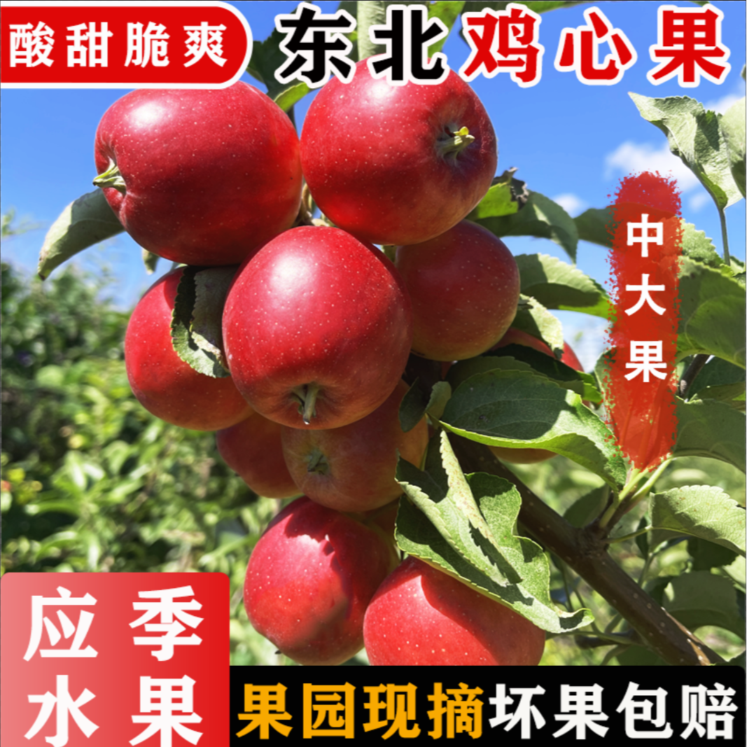 【东北鸡心果】中大果小苹果应季水果现摘现发产地直发酸甜可口