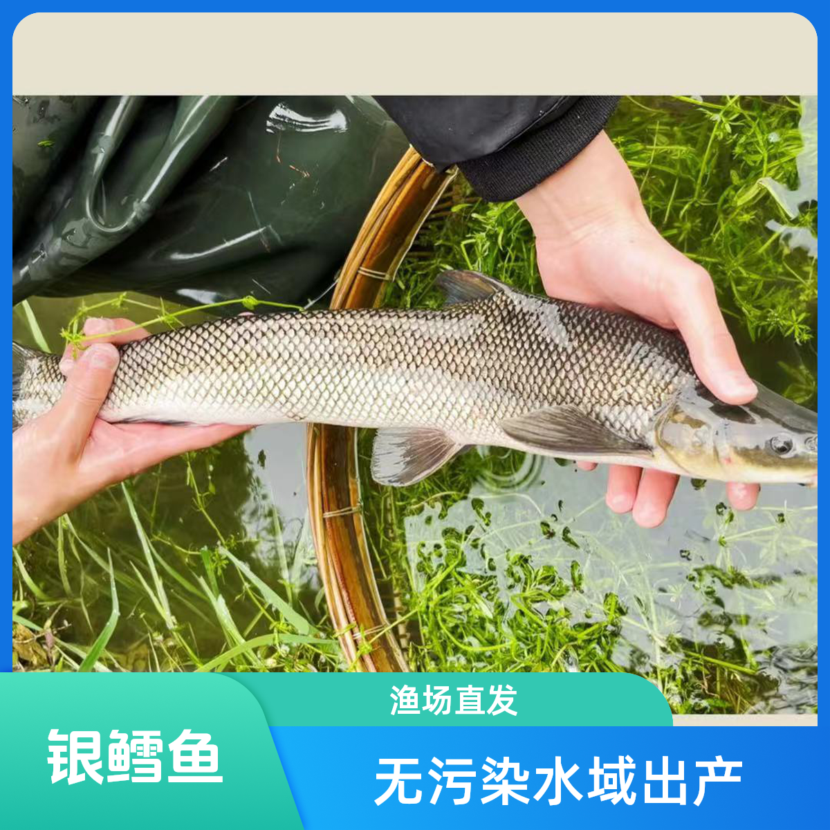 四川 淡水银鳕鱼 淡水养殖
