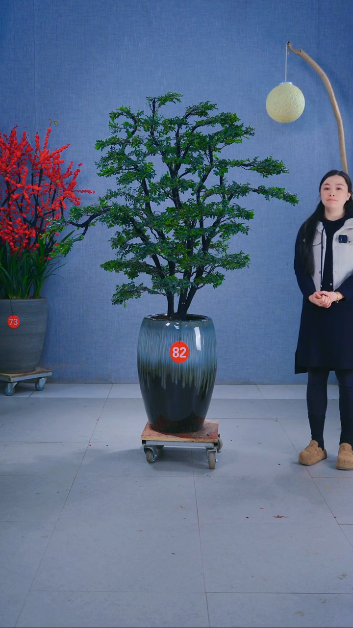 无花朵阿*82号盆链接