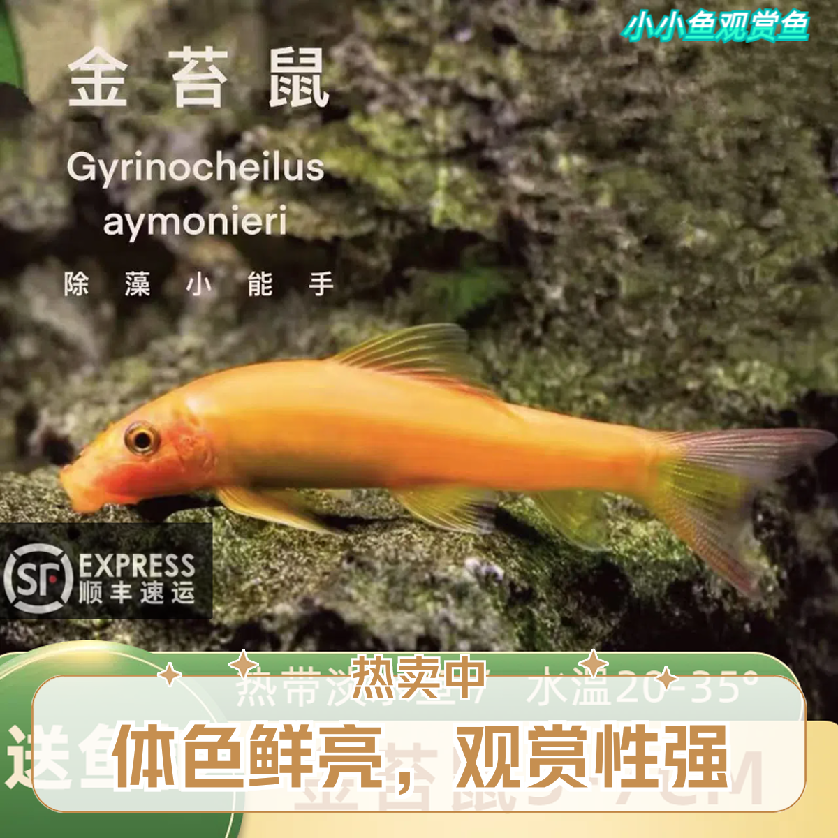 【顺丰发货】工具鱼专吃残渣粪便绿藻底栖热带淡水观赏鱼工具鱼