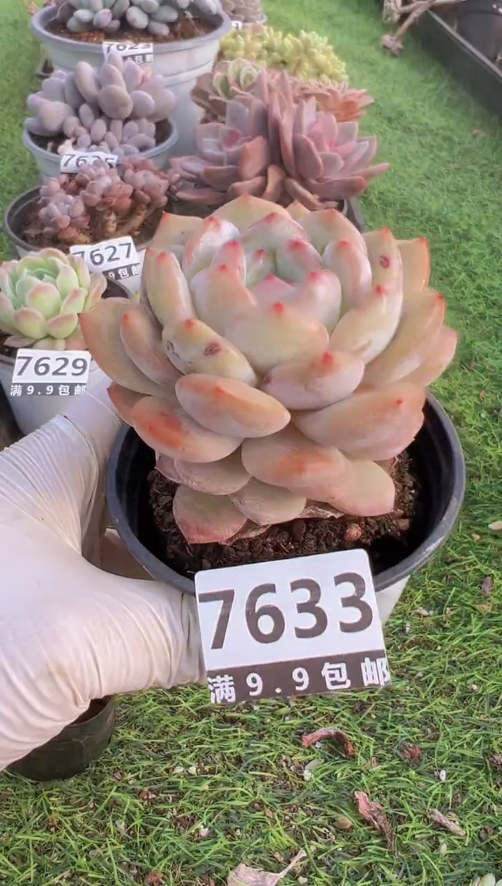 【闪购商品】信福多肉一物一拍