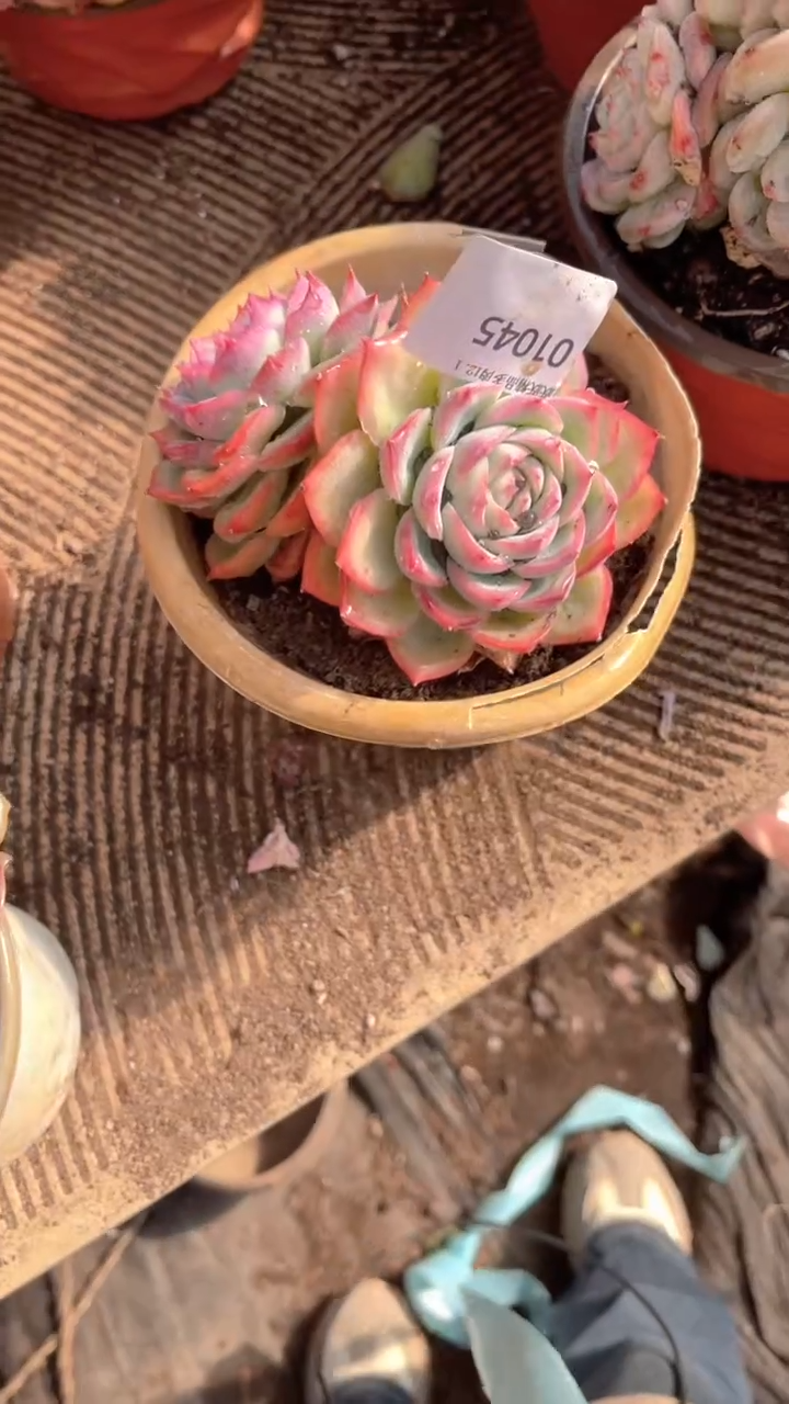 冰*跃跃精品多肉01045