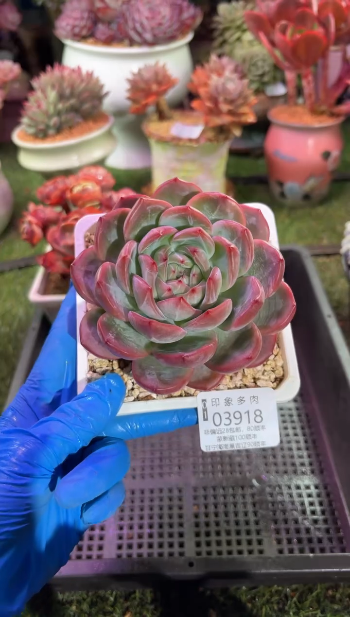 【闪购商品】03918