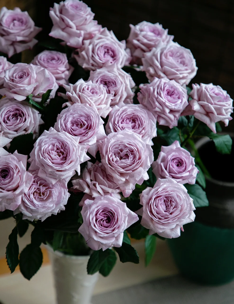 【源头优选】天香公主多头玫瑰 鲜花基地直发-任意2单鲜花包邮